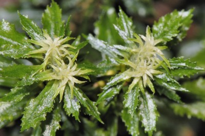 Cây dược liệu cây Thạch tùng răng, Chân sói - Huperzia serrata (Thunb.) Trevis, (Lycopodium serratum Thunb.)