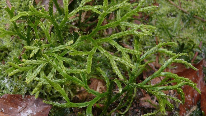 Cây dược liệu cây Thạch tùng dẹp, Thạch tùng rẻ quạt, Rêu thềm nhà - Lycopodium complanatum L