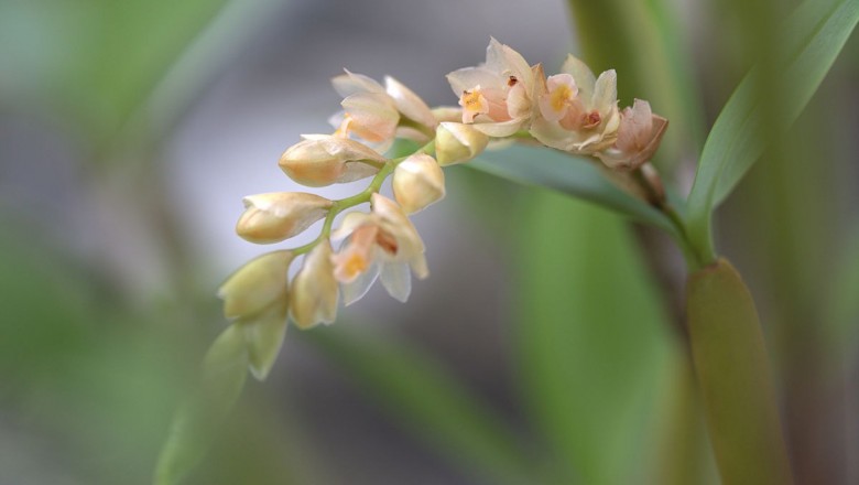 Cây dược liệu cây Thạch tiên đào thân đốt, Tục đoạn khế, Lan tục đoạn đốt - Pholidota articulata Lindl