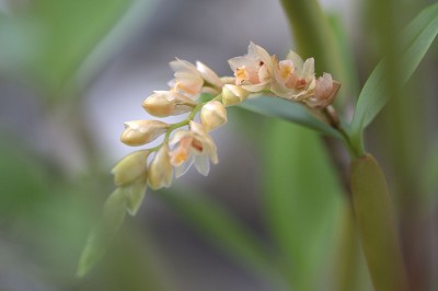 Cây dược liệu cây Thạch tiên đào thân đốt, Tục đoạn khế, Lan tục đoạn đốt - Pholidota articulata Lindl