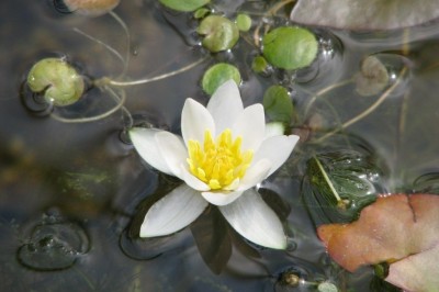 Cây dược liệu cây Súng vuông, Súng chỉ - Nymphaea tetragona Georgi