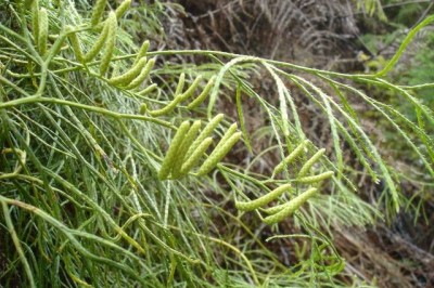Cây dược liệu cây Thạch tùng phi lao, Thạch tùng dương - Lycopodium casuarinoides Spring