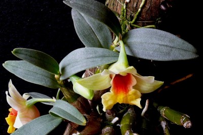 Cây dược liệu cây Thạch hộc lùn, Bạch hỏa hoàng, Oải thạch hộc, Tiểu mỹ thạch hộc - Dendrobium bellatulum Rolfe