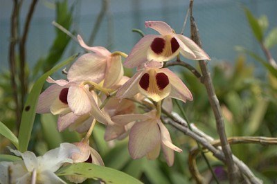 Cây dược liệu cây Thạch hộc lộng lẫy -Dendrobium pulchellum Roxb. ex. Lindl. (D. dalhousieanum Wall.)