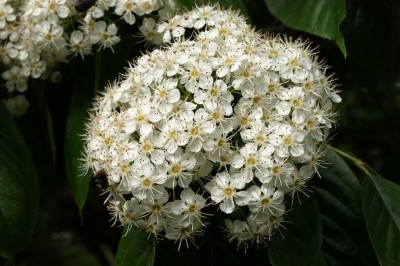 Cây dược liệu cây Thạch nam Trung Quốc - Photinia beauverdiana Schneid