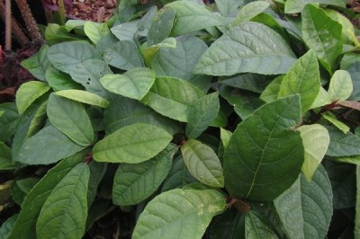 Cây dược liệu cây Sung tico - Ficus tikoua Bur