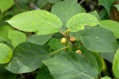 Cây dược liệu cây Sung thiên tiên, Sung Beechey - Ficus erecta Thunb. var. beecheyana (Hook. et Arn.) King (F. beecheyana Hook. et Arn.)