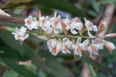 Cây dược liệu cây Thạch tiên đào Vân Nam - Pholidota yunnanensis Rolfe