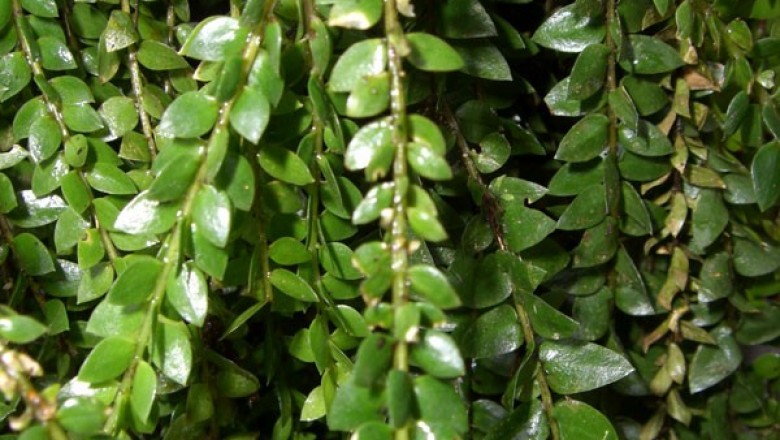 Cây dược liệu cây Thạch tùng Hamilton - Huperzia hamiltonii (Spring) Trevis. (Lycopodium hamiltonii Spring)