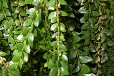 Cây dược liệu cây Thạch tùng Hamilton - Huperzia hamiltonii (Spring) Trevis. (Lycopodium hamiltonii Spring)