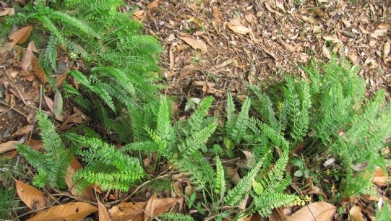 Cây dược liệu cây Ráng can xỉ lá dài - Asplenium prolongatum Hook