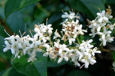 Cây dược liệu cây Râm Trung Quốc, Lệch Trung Quốc - Ligustrum sinense Lour