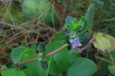 Cây dược liệu cây Ruột gà phún, Rau chiên lông - Borreria hispida (L.) K. Schum (Spermacoce hispida L.)