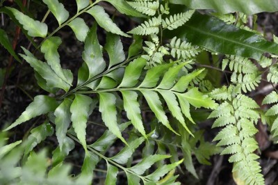 Cây dược liệu cây Ráng can xỉ hình phảng, Thiết giác lưỡi liềm - Asplenium falcatum Lam