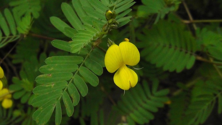 Cây dược liệu cây Rút roi, Đậu mít - Smithia sensitiva Ait