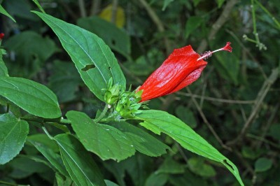 Cây dược liệu cây Râm bụt leo, Hoa tai, Bụp giằng xay - Malvaviscus arboreus Cav