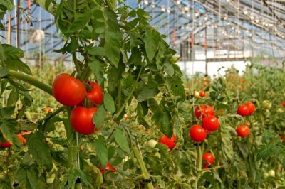 Nông nghiệp sạch sản phẩm Cà chua bi lồng kính  – Hòa Bình