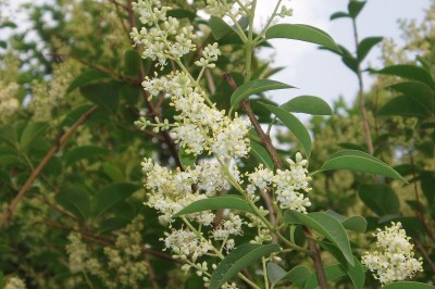 Cây dược liệu cây Râm, Giâm, Nữ trinh - Ligustrum indicum (Lour.) Merr