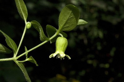 Cây dược liệu cây Rút gân, Trừu cân thảo, Cẩu cân man - Cucubalus baccifer L