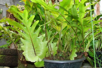 Cây dược liệu cây Ráng bay, Ráng đuôi phượng lá sồi. Cây chồn đèn. Cốt toái bổ lá sồi - Drynaria quercifolia (L) J. Sm