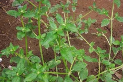 Cây dược liệu cây Ruột gà vung - Borreria laevis (Lam.) Griseb. (Spermacoce laevis Lam.)