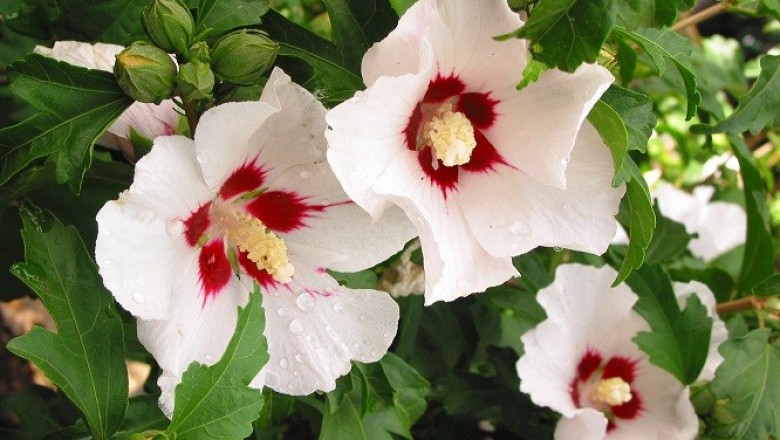 Cây dược liệu cây Râm bụt kép, Bụp hồng cận, Hồng cận biếc - Hibiscus syriacus L