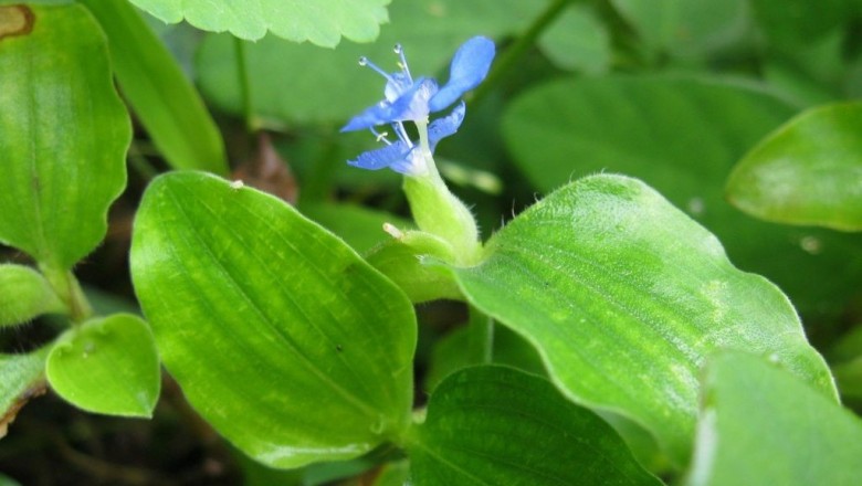 Cây dược liệu cây Thài lài lông, Ðầu riều, Trai ấn - Commelina benghalensis L