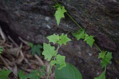 Cây dược liệu cây Sâm nam, Nam sâm Trung Quốc - Boerhavia chinensis (L.) Asch. et Schweinf. (B. repanda Willd.)