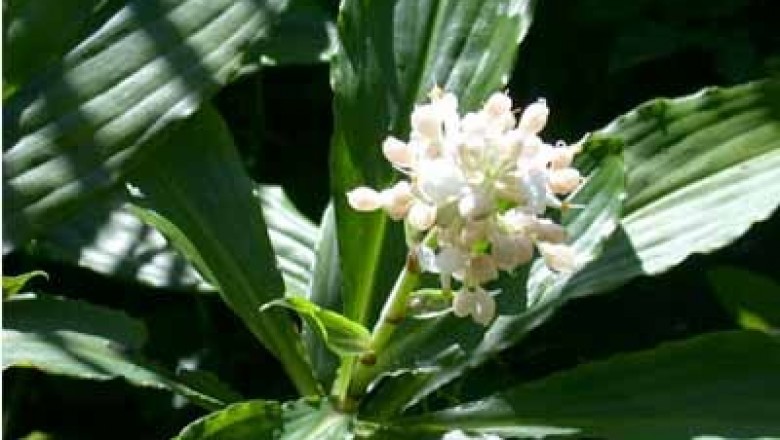 Cây dược liệu cây Thài lài lá kiếm, Bôn Hasskarl, Ðại kiếm diệp mộc - Polli hasskarlii Rolla Rao (P. aclisia Hassk.)