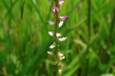 Cây dược liệu cây Sa môn rìa lông, Xỉ quả thảo lá có lông - Salomonia ciliata (L.) DC