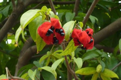 Cây dược liệu cây Sảng, Sang sé, Trôm thon - Sterculia lanceolata Cay