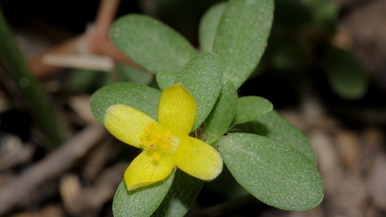 Cây dược liệu cây Sam nhỏ - Portulaca quadrifida L