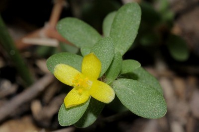 Cây dược liệu cây Sam nhỏ - Portulaca quadrifida L