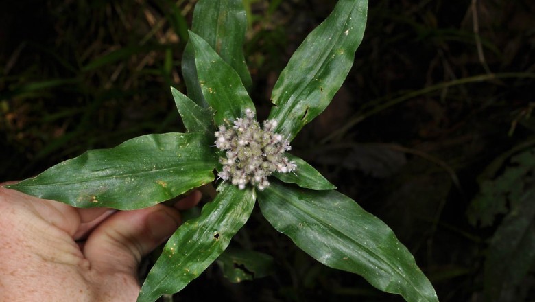 Cây dược liệu cây Thài lài hoa chuỳ, Ðầu riều leo, Tụ hoa thảo - Floscopa scandens Lour