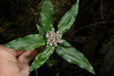 Cây dược liệu cây Thài lài hoa chuỳ, Ðầu riều leo, Tụ hoa thảo - Floscopa scandens Lour