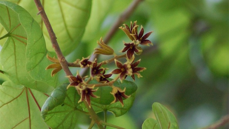 Cây dược liệu cây Sảng cánh, Cước mộc, Chọc mọc - Sterculia alata Roxb. (Pterygota alata R. Br.)