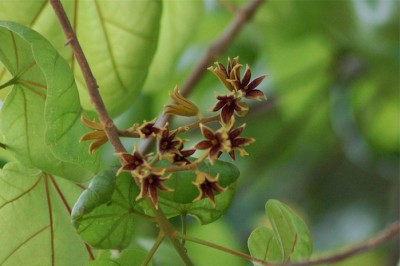 Cây dược liệu cây Sảng cánh, Cước mộc, Chọc mọc - Sterculia alata Roxb. (Pterygota alata R. Br.)