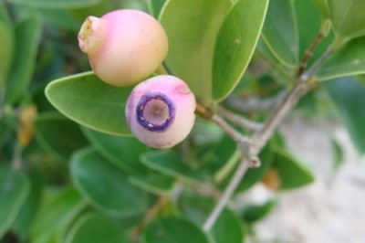 Cây dược liệu cây Sầm núi - Memecylon scutellatum (Lour.) Nand (Scututa scutellata Lour.)