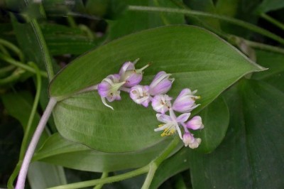 Cây dược liệu cây Thài lài san hô, Cỏ cát dương lá trúc - Spatholirion longifolium (Gagnep.) Dunn