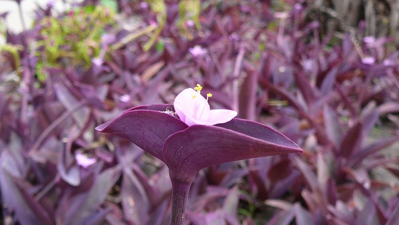 Cây dược liệu cây Thài lài tím, Trai đỏ, Trai Thái Lan - Tradescantia pallida (Rose) Hunt (Setcreasea purpurea Boom.)