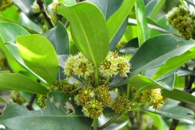 Cây dược liệu cây Săng mã, Chăng mã - Carallia brachiata (Lour.) Merr