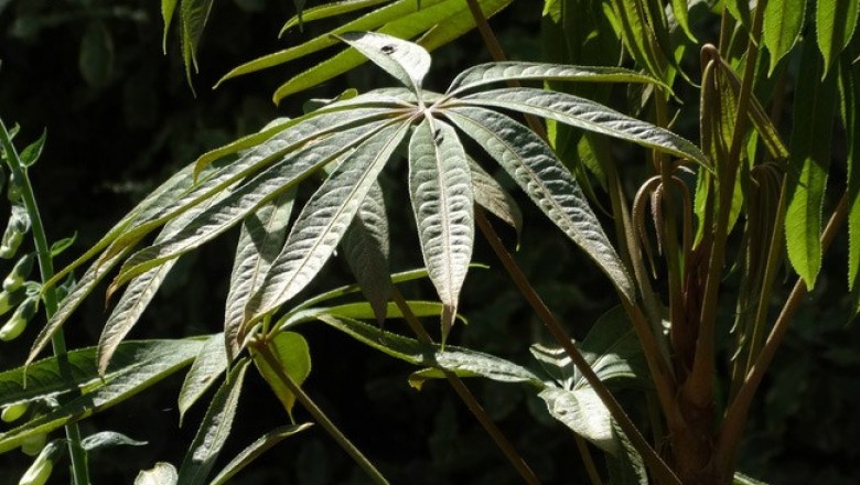 Cây dược liệu cây Than, Mô, La tán chân vịt - Brassaiopsis glomerulata (Blume) Regel