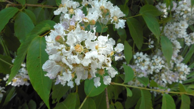 Cây dược liệu cây Săng lẻ, Bằng lăng lông - Lagerstroemia tomentosa Presl