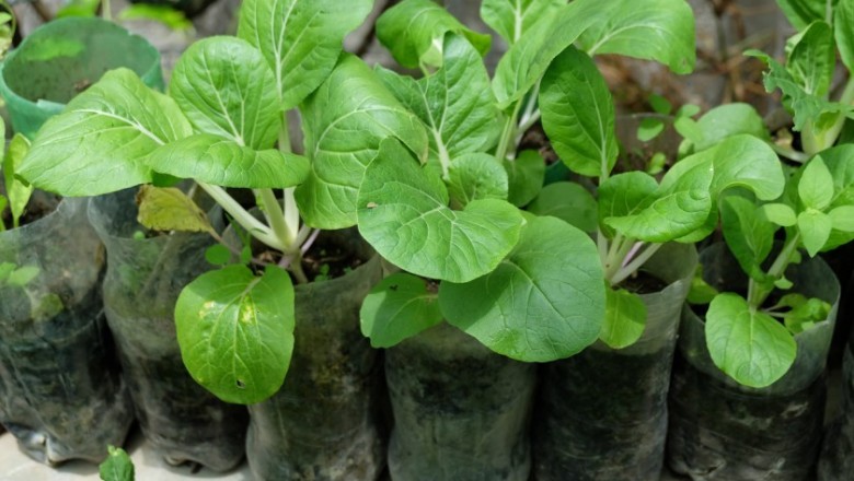 Cây dược liệu cây Cải thìa, Cải bẹ trắng, Cải trắng - Brassica chinensis L