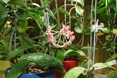 Cây dược liệu cây Cẩm cù khác lá, Hoa sao khác lá - Hoya diversifolia Blume