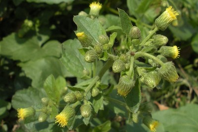 Cây dược liệu cây Cải trời, Cải ma, Kim đầu tuyến, Cỏ hôi - Blumea lacera (Burm.f.) DC. (B. glandulosa DC.)