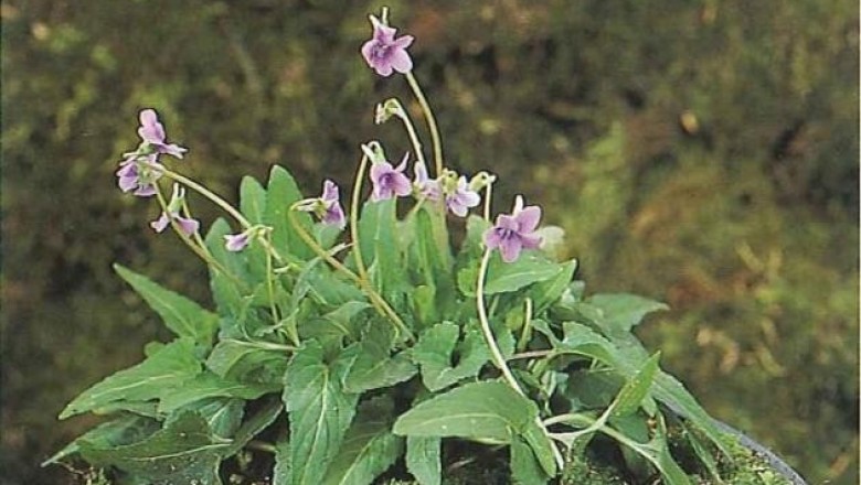 Cây dược liệu cây Cải rừng tía, Rau cẩn, Rau bướm, Hoa tím ẩn - Viola inconspicua Blume