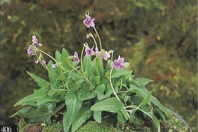 Cây dược liệu cây Cải rừng tía, Rau cẩn, Rau bướm, Hoa tím ẩn - Viola inconspicua Blume