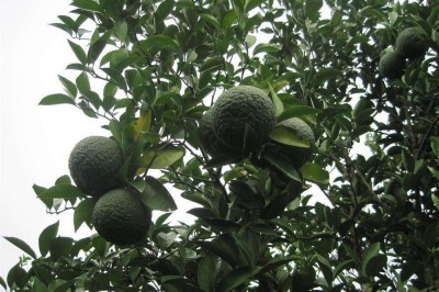 Cây dược liệu cây Cam chua, Cam đắng - Citrus aurantium L