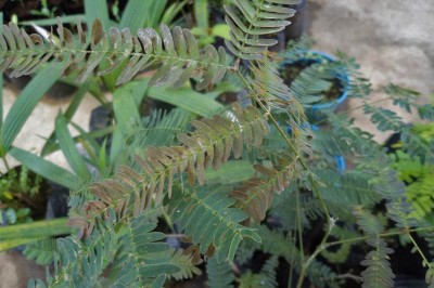 Cây dược liệu cây Cám trắng, Muồng trúc - Albizia lebbekoides (DC.) Benth